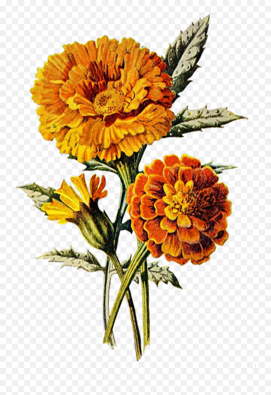 Marigold Flower Floral Png