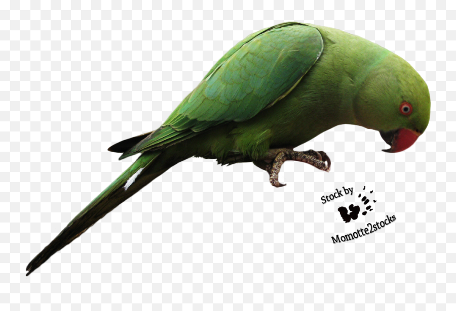 Download Parrot Transparent - Green Parrot Png Transparent,Parrot Transparent