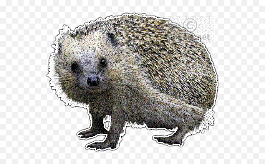 Porcupine Drawing European - Domesticated Hedgehog Png,Porcupine Png