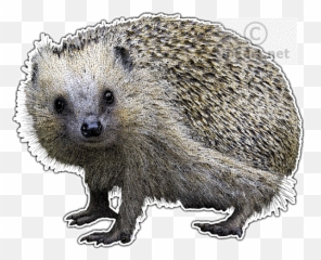Porcupine Drawing European - Domesticated Hedgehog Png,Porcupine Png