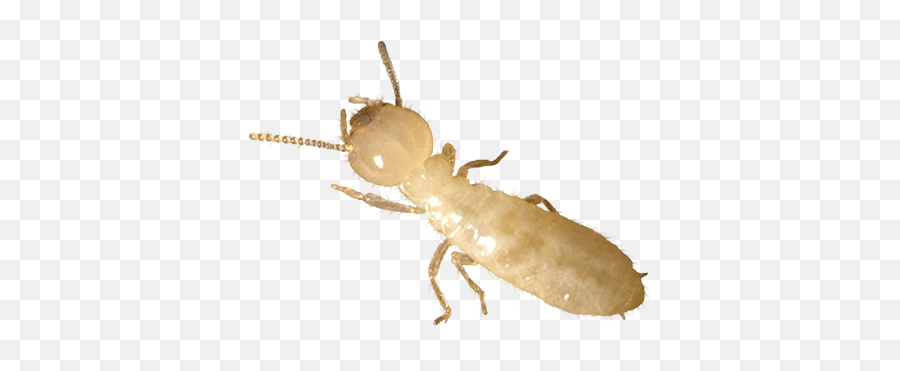 Jp Pest Services Nh - Pest Control Png,Termite Png