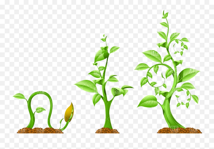 Plant Growth Download Royalty Free - Plant Growth Clip Art Png,Plant Vector Png