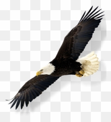 Bald - eagleinflying Yellow Point Lodge Bald Eagle png