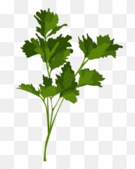 Ilustração De Erva Salsa Jardim - Baixar Pngsvg Parsley Stem,Salsa Png