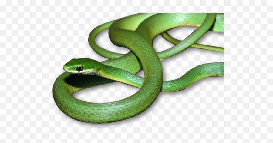 Alexander D Mckelvy - Snake Evolution And Biogeography Serpent Green Transparent Back Png,Snake Transparent