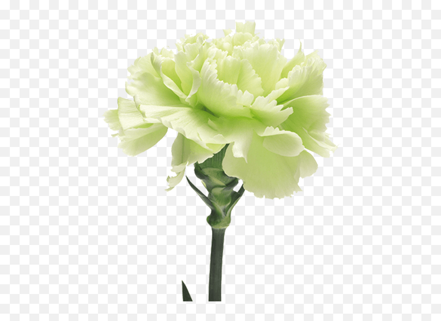 Download Voragine - The Green Carnation Full Size Png Green Carnation Flower,Carnation Png
