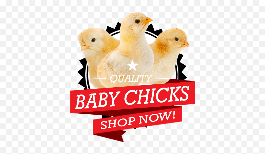 Baby Chicks For Sale Big Mailorderpoultrycom - Photo Caption Png,Baby Chick Png