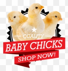 Baby Chicks For Sale Big Mailorderpoultrycom - Photo Caption Png,Baby Chick Png