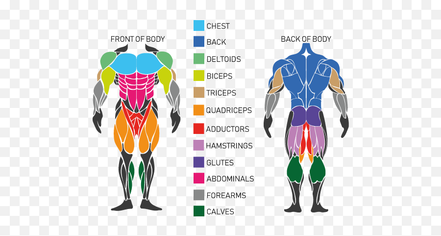 How To Build Muscle - Muscle Exercises Png,Muscle Png