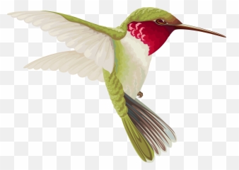 Png V - Transparent Background Hummingbird Clip Art
