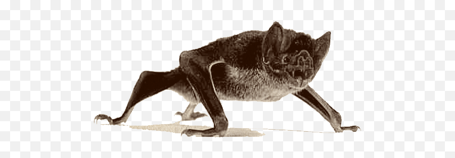 Saragossa The Vampire - Bat Standing On Ground Png,Bats Png