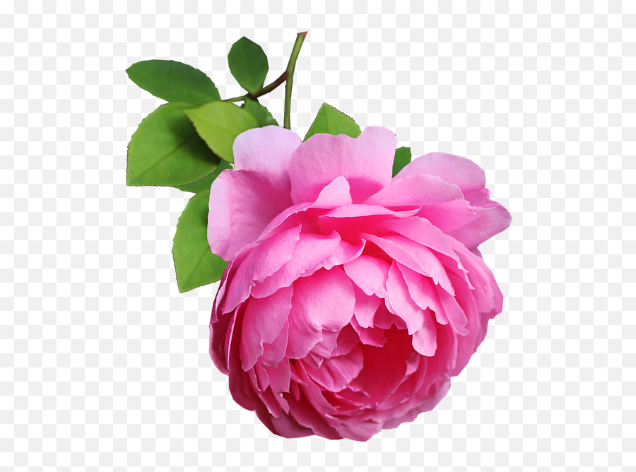 Flower Pink Rose - Free Photo On Pixabay Floribunda Png,Pink Rose Petals Png