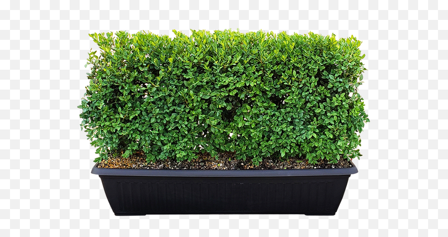 Green Mountain Boxwood Instanthedge - Flowerpot Png,Boxwood Png