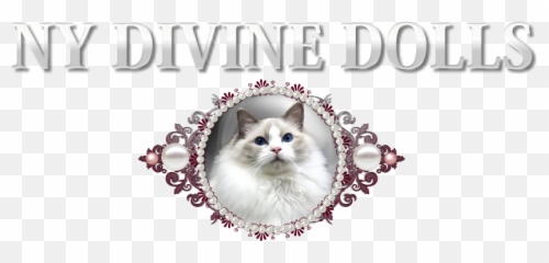 Ragdoll Kittens For Sale - Ragdoll Png,Ragdoll Logos