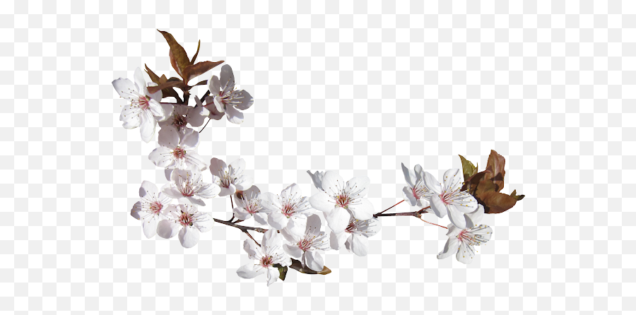 Glitter Graphics The Community For Enthusiasts - Cherry Blossom Png,Cherry Blossoms Transparent