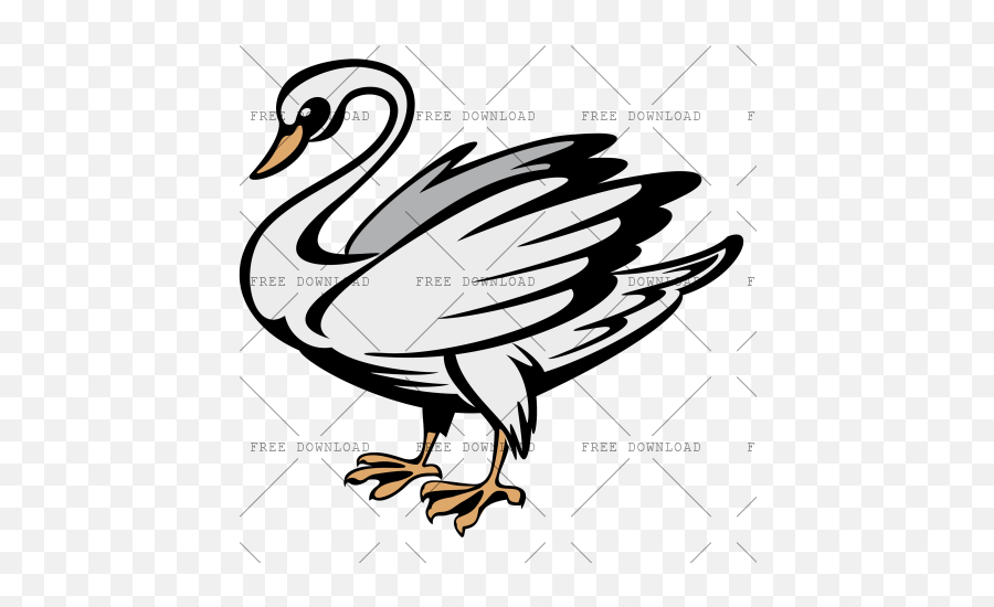 Duck Goose Swan Bird Png Image With - Duck,Duck Transparent Background