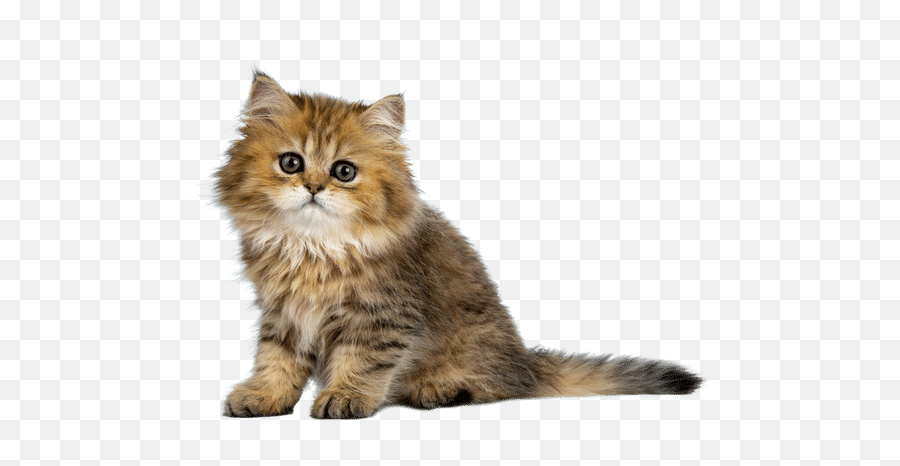 Cute Cat - Domestic Cat Png,Kitten Transparent Background