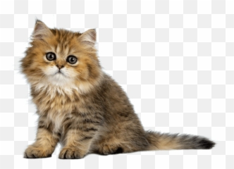 Cute Cat - Domestic png