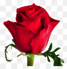 Ever Red - Standard Roses Single Flower Images With Names Png,Red Rose Transparent