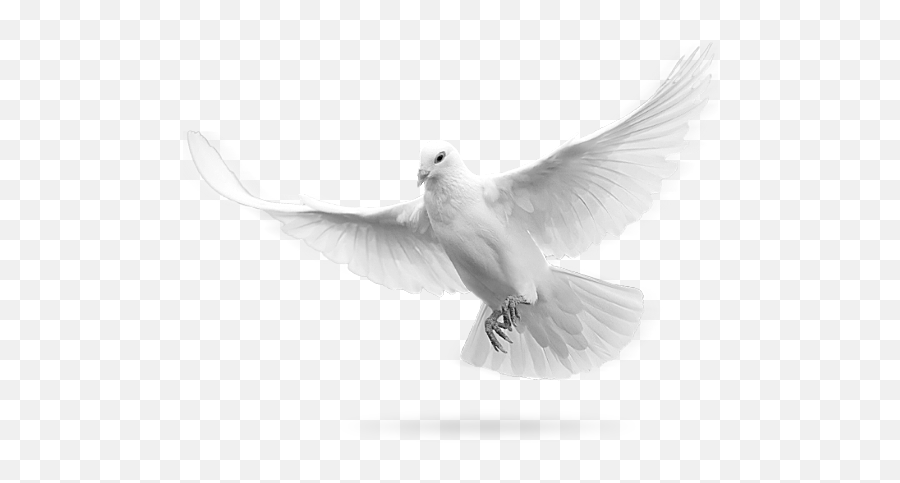 Wedding Doves Transparent Png Clipart - Holy Spirit Dove Png,Dove Transparent