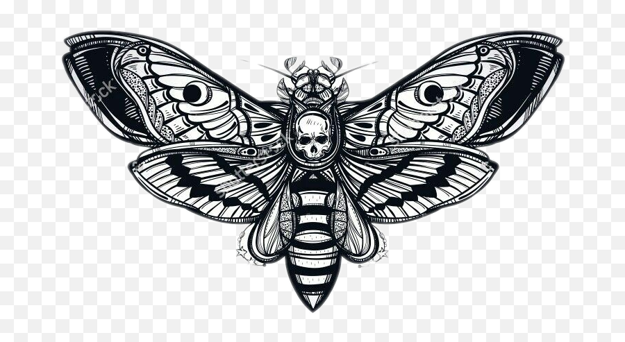 Butterfly Tattoo Png - Head Hawk Moth Art,Butterfly Tattoo Png