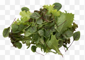 Get In Touch U2014 Greenswell Growers Png