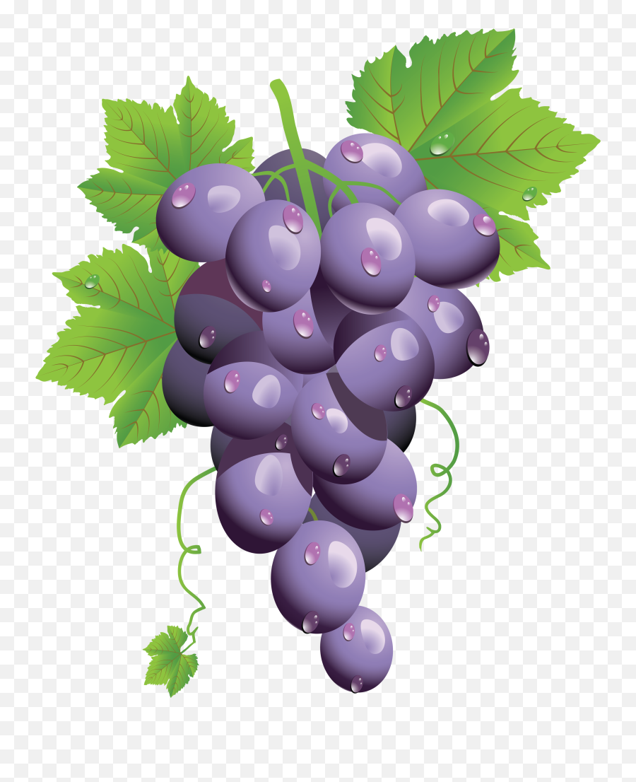 Grapes Png Image - Grapes Vector Transparent Background,Grapes Png