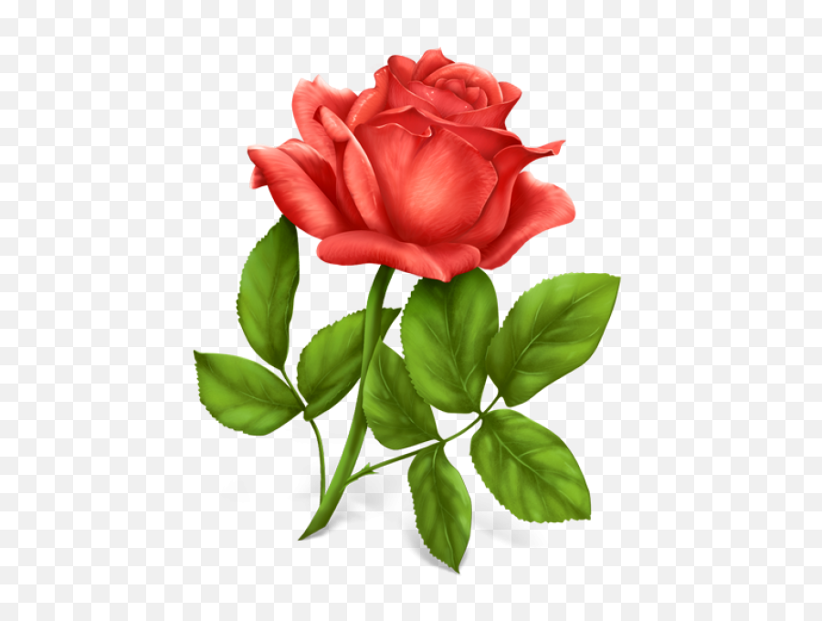 Red Rose Png Image - Png Flower Photo Download,Red Rose Png