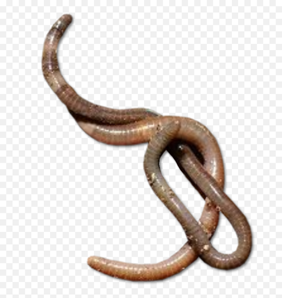 Download Worms Transparent - Worm Png,Worm Png