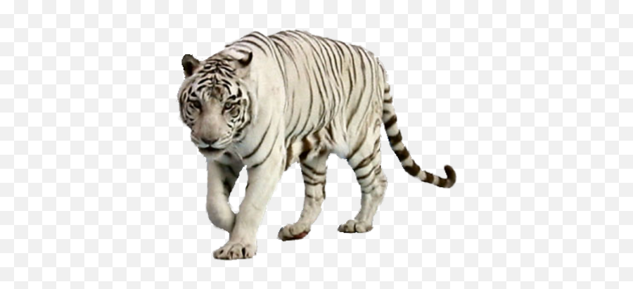 Download White Tiger Free Png Image - White Tigers With Blue Eyes,Tigers Png