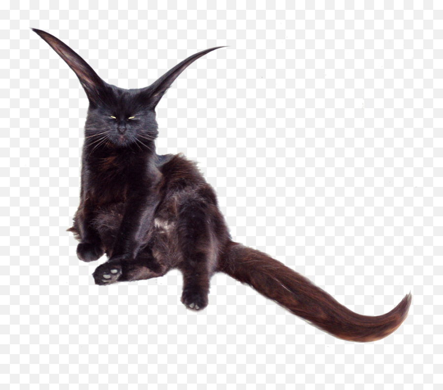 Catpng 16001340 Animals Cats Kangaroo - Black Cat,Kangaroo Png