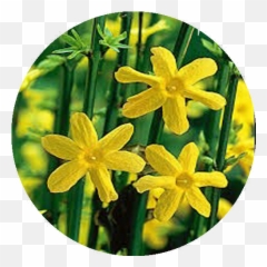 Yellow Winter Jasmine Flower Essence U2014 Rhythm Of Beauty - Žlutý Jasmín Png,Jasmine Png