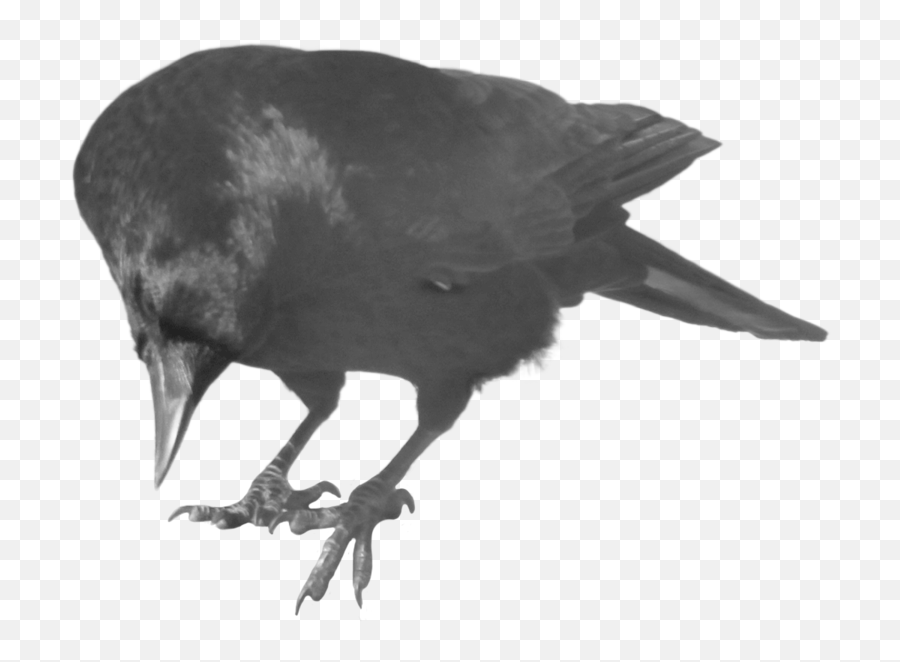 Crow - Freepngtransparentbackgroundimagesfreedownload Crow Itachi Png,Crows Png