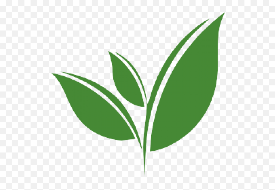 Tea Leaf Vector Png Clipart - Green Tea Leaf Vector Png,Leaf Vector Png
