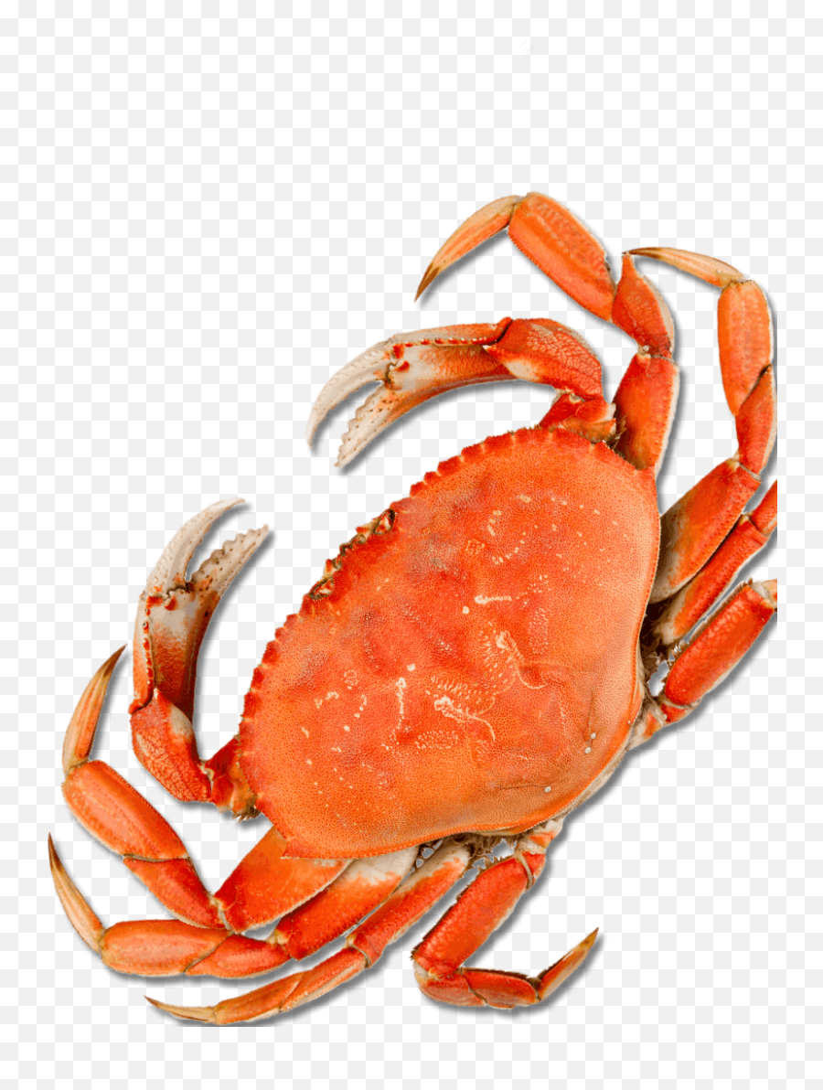 Mr Crabs Png - Crab Leg Top View,Crabs Png
