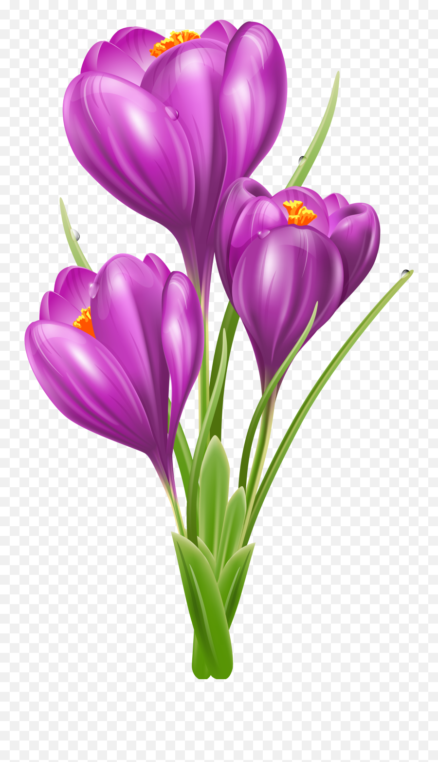 Free Crocus Cliparts Download Clip Art - Crocus Clip Art Png,Violets Png