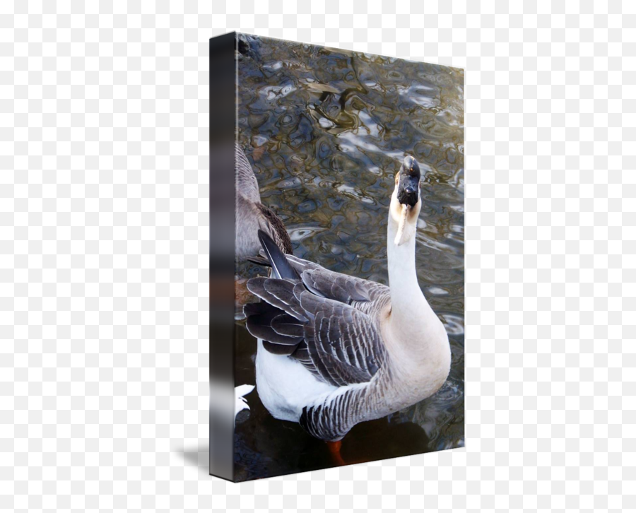Large Handsome African Grey Goose By Anjanette Keese - Goose Png,Grey Goose Png