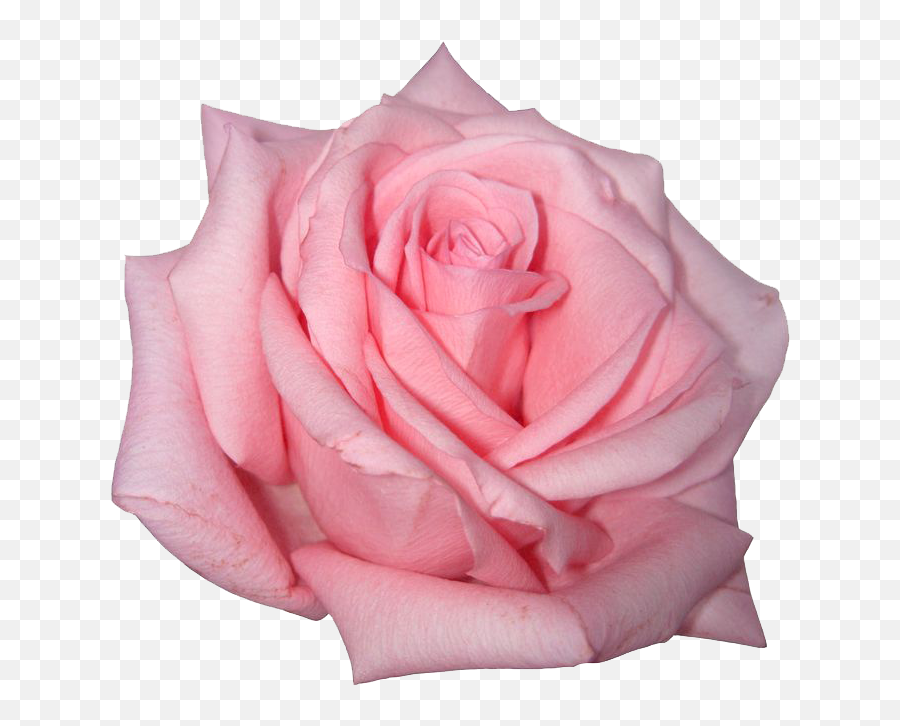 Pink Rose Image Icon Favicon - Pink Rose Png Transparent,Pink Roses Png