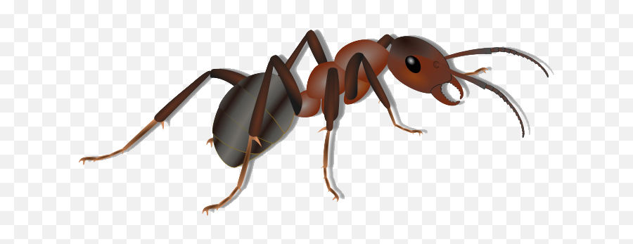 Ant Png Transparent Images - Ant Png Clipart,Ants Png