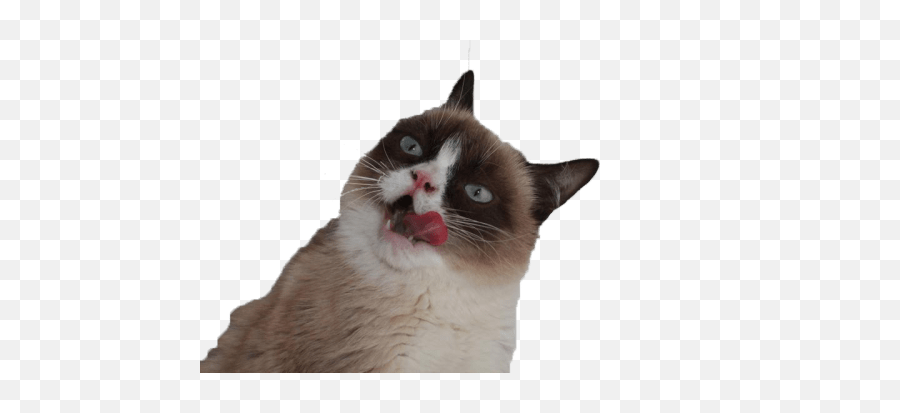 Grumpy Cat Tongue Transparent Png - Ugly Cat With Transparent Background,Angry Cat Png