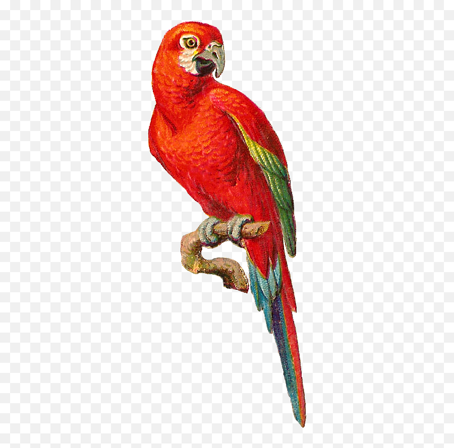 Download - Parrot Macaw Png,Parrot Transparent