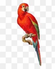 Download - Parrot Macaw Png,Parrot Transparent