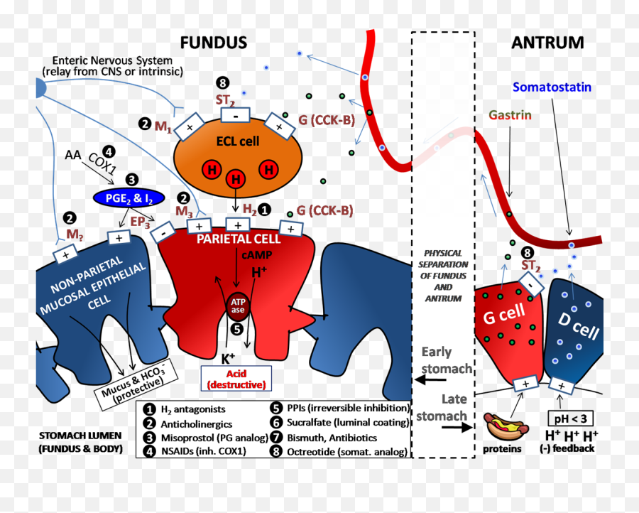 Filedeterminants Of Gastric Acid Secretionpng - Wikimedia H2 Receptors,Stomach Png