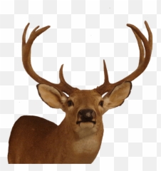 North Florida Deer Hunts - Free Range Deer U0026 Boar Hunting At Elk Png,Deer Transparent