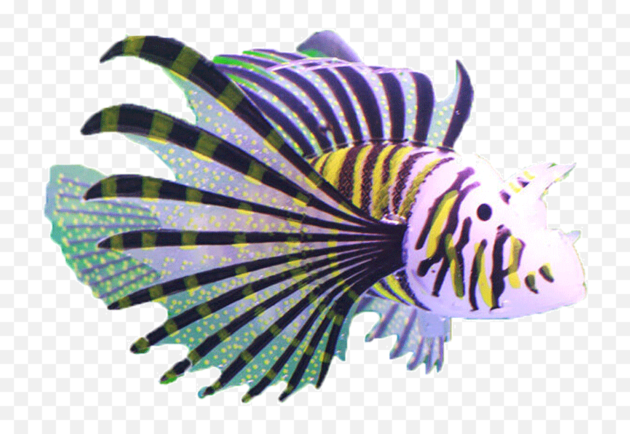 Download Fish Tank Decoration Simulation Small Fake - Coral Reef Fish Png,Aquarium Png