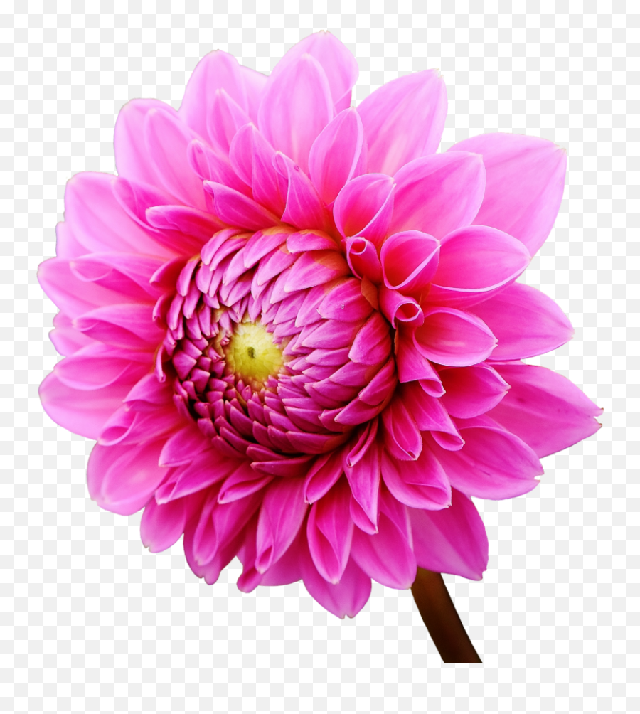 Dahlia Flower Png Image - Purepng Free Transparent Cc0 Png Dalias Png,Chrysanthemum Png