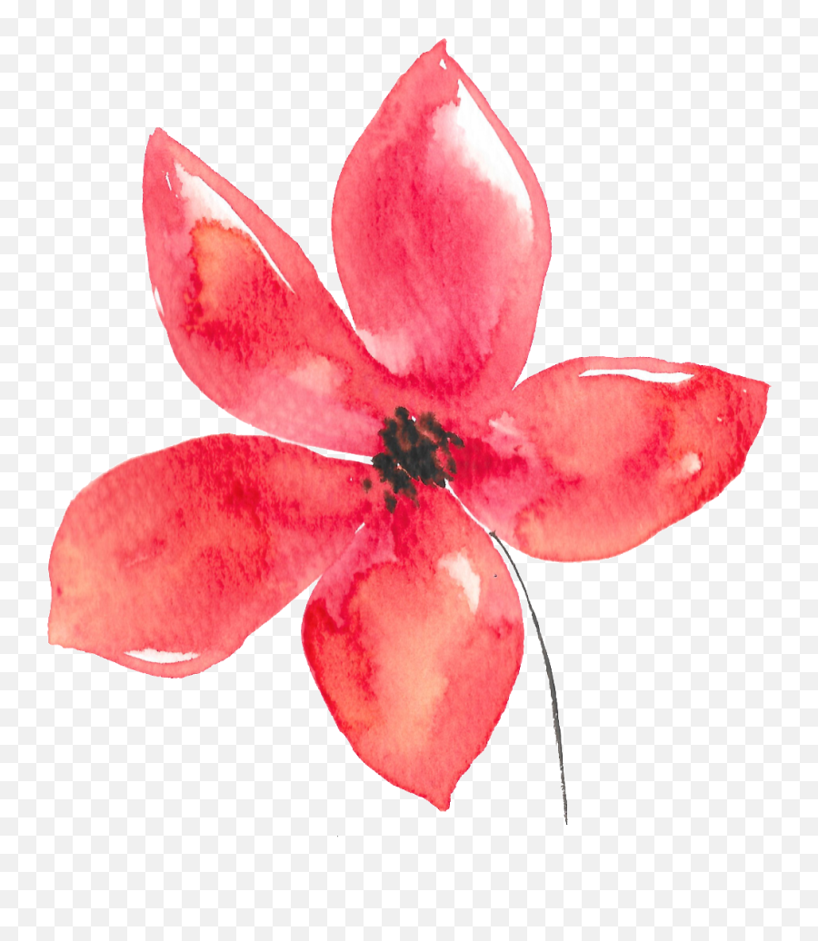 Download Hand Painted Five Petals Red Flower Watercolor - Flores En Acuarela Png,Red Flower Transparent