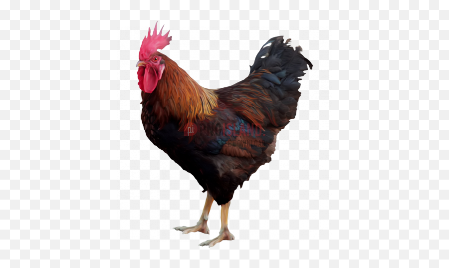 Cock Chicken Rooster Png Image With - Hen Png,Chicken Transparent Background