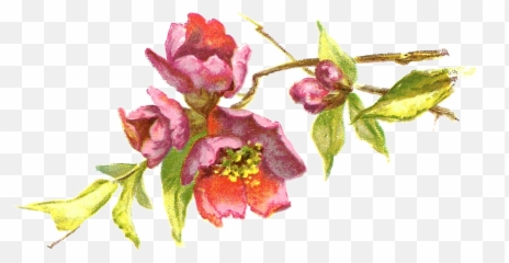 Vintage Flower Drawing - Flower Line Art png