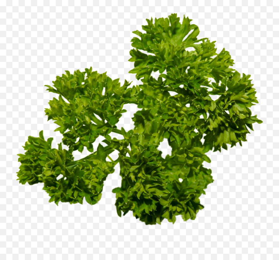 Download Parsley Png - Tree Full Size Png Image Pngkit Portable Network Graphics,Parsley Png